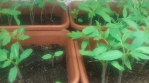 21.03.2026 Распикировала  всю рассаду табака, установили дополнительную подсветку.