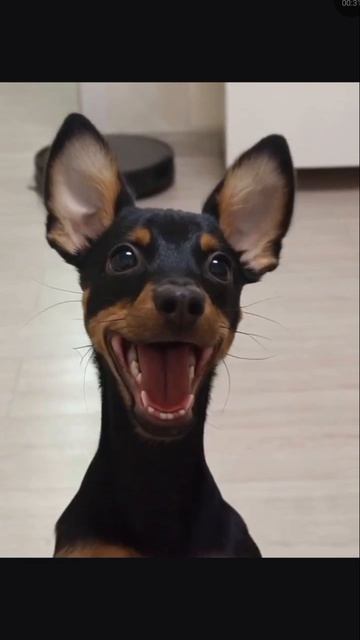 кёрг! смешная анимация