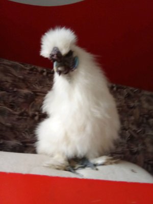 док помоги пожалуйста