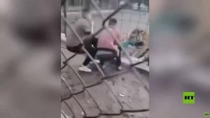 العراق.. نمر يفترس مراهقا في حديقة الزوراء عبر السياج الفاصل