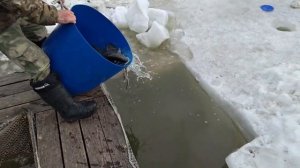 Запуск 127 кг форели.