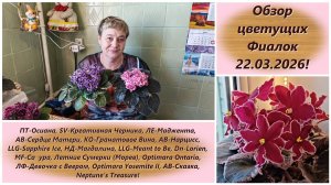 Обзор цветущих Фиалок 22.03.2026!