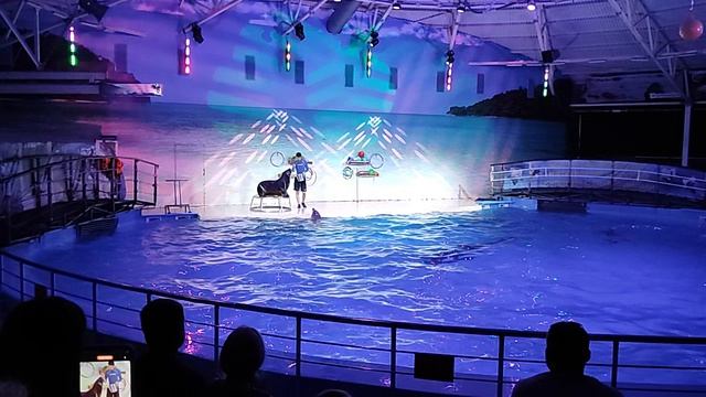 Выступление морской львицы Селесты.