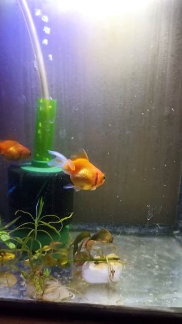 Аквариумные рыбки на карантине.