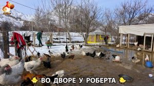 Содержание кур в домашних условиях и других птиц во дворе у Роберта 🐣🐤🦆🐔🪿🦃 (449)
