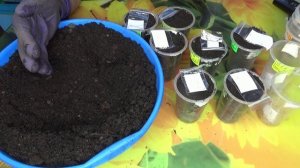 ПОСЕВЫ 2026-91. Какие сорта томатов я сею в последнюю очередь?