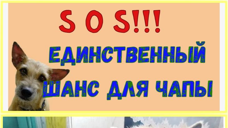 ЧАПА. Один единственный шанс на жизнь.