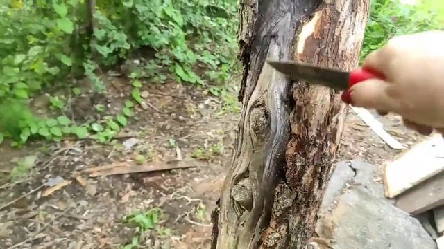 63-Дача..Старая яблоня.. чистка коры..обработка..07.07.22.