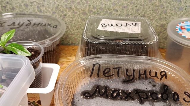 21,03,26 Мои растишки. Начало.