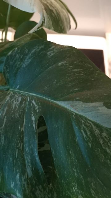 VID_20260321_083633.mp4