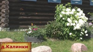 Уютная деревня где растет калина. В тихой и спокойной деревне. В глубинке России.