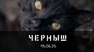 15.06.25 Кормим Черныша сметаной
