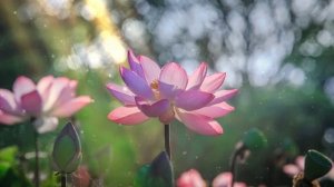 Успокаивающая музыка для нервов 🌿 лечебная музыка для сердца и сосудов, релакс, музыка для души