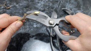 Дополняю отзыв по японским секаторам «Окатсуне».