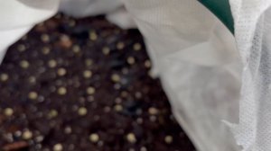 Посадила горох в высокую грядку.