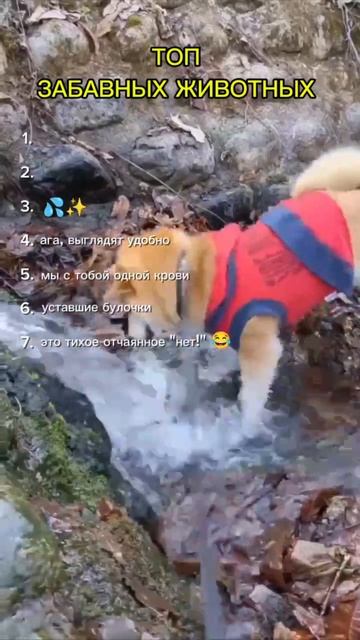 ТОП ЗАБАВНЫХ ЖИВОТНЫХ #мемы