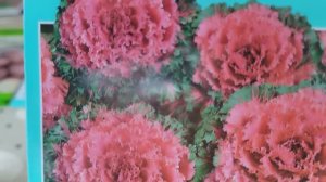 Однолетники для нашего сада