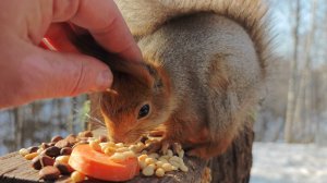Незнакомая белка. Зарисовка