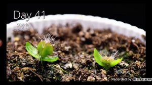 Как растет питахая