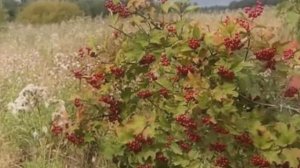 Нани Брегвадзе - Горчит калина