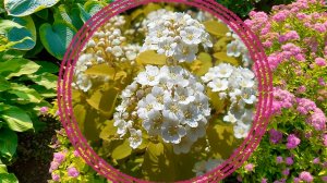 Желтолистные кустарники в саду. Декоративность с весны до осени.