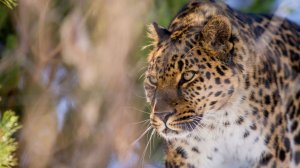 Международный день леса: Президентский фонд природы поддержал проекты по защите животных