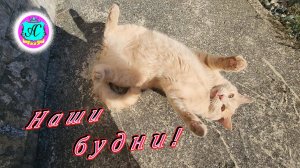 #Абхазия!🌴Сухум. Каштак. Гостевой Дом "АлиСер".❤🌹 Наши будни!