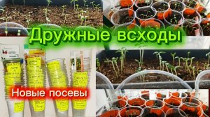 21.03.26 Большой посев томатов.Дружные всходы радуют.