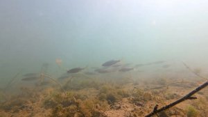 Подводный мир... ( YT )