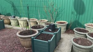 Открыла розы в кашпо🌿 горшечный садик 18 марта 26г🌿