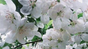 Музыка 392 Гц. Мызыка счастья и Юпитера