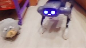 знакомство с  метеором  и собачие новости