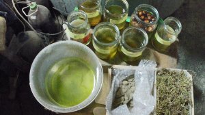 Стратификации семян в холодильнике. Стратификация косточек абрикоса, сливы и фундука.