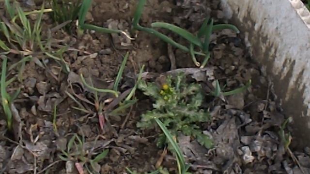 DSCN8586 Чеснок многолетний