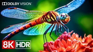 Визуальное совершенство в формате 8K HDR Dolby Vision (видео 8K 60 кадров в секунду)