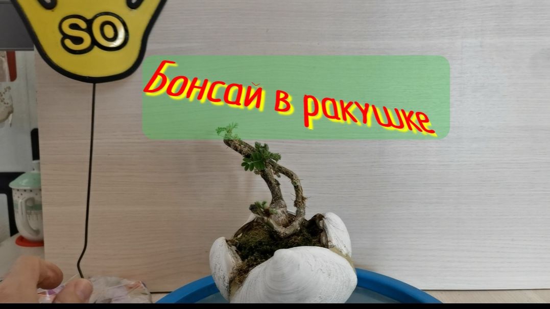 Бонсай Хан Кенгай