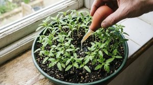 Самые дешевые и эффективные подкормки из аптеки для рассады которые делают растений крепкими!