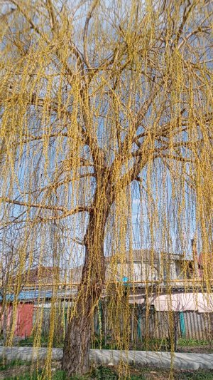 интервью № 9