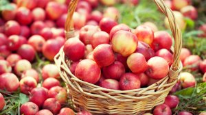 Я И МОЙ ОГОРОД