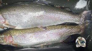 Запуск форели на лесном пруду 21.03