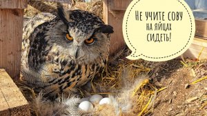 Сову Ёлку вытолкали из ямки и не пускают к яйцам. Безобразие! Возмутительно!