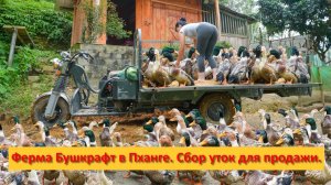 Ферма Бушкрафт в Пханге. Вьетнам. Сбор уток на ферме  для продажи.