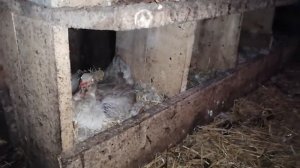 Утки сели на яйца! Сколько их? И какой оплод?