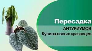 Пересадка антуриумов люксурианс и варокеанум.