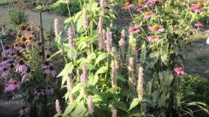 Выращивание многолетнего цветка многоколосника мексиканского (лофанта) из семян