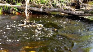 Люблю смотреть на живую воду