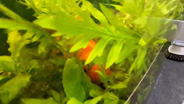 Золотая рыбка сидит в засаде)