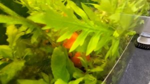 Золотая рыбка сидит в засаде)