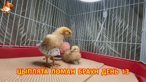 Цыплята Ломан Браун с нуля День 13 - как изменились за сутки 😄🐥