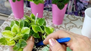 Фиалки трейлеры.